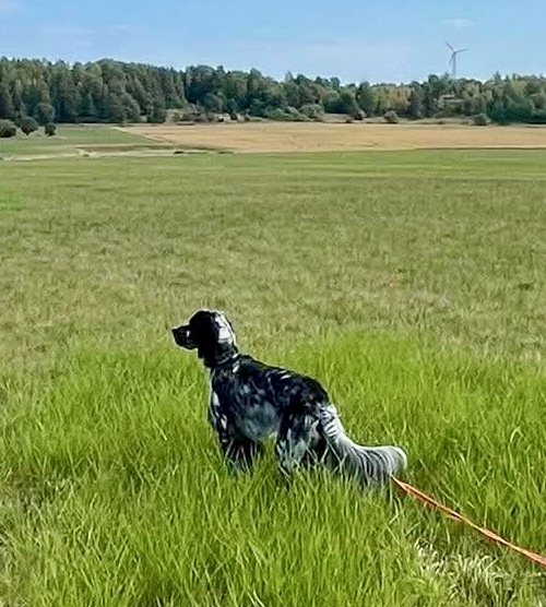 Ung engelsk setter i stand på fugl på Långtora