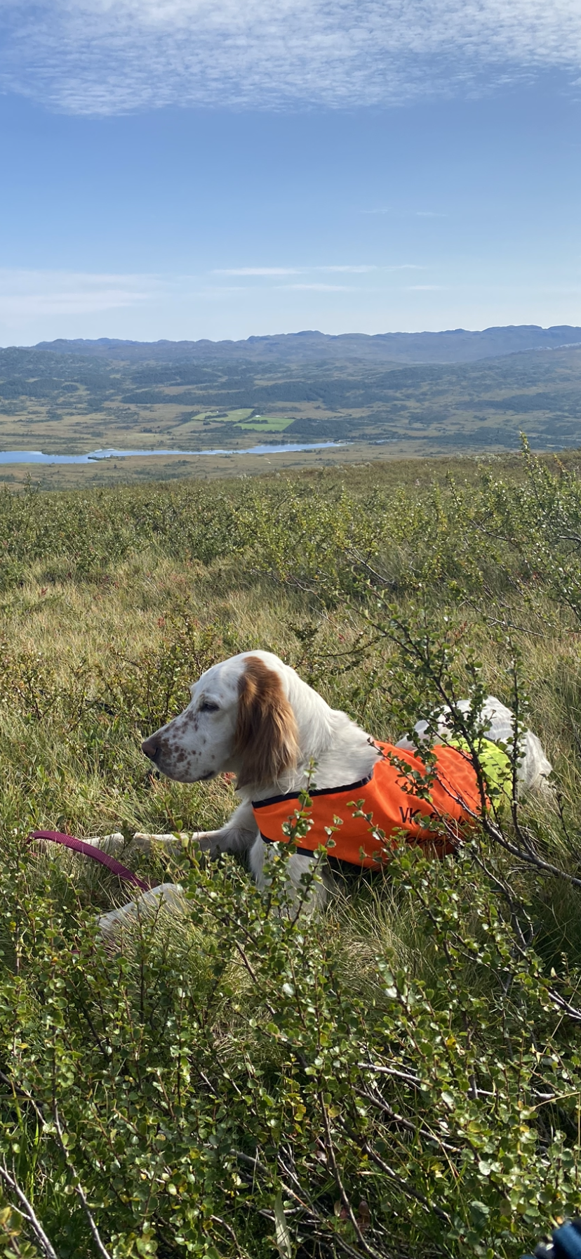 Engelsk setter på trening i fjellet